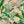 Load image into Gallery viewer, Lorraine JP
