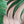 Load image into Gallery viewer, Sam Pink Palmiers
