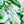Load image into Gallery viewer, green banana palm outdoor cushion garden furniture great piping 
